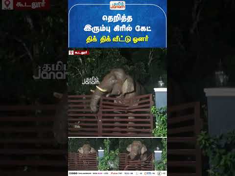 Elephant | தெறித்த இரும்பு கிரில் கேட்.... திக்.. திக் வீட்டு ஓனர் | Nilgiri
