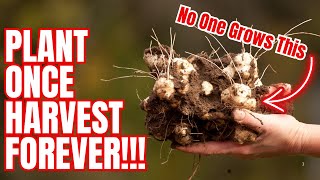 The Easiest Crop Nobody Grows (Plant It Once Harvest Forever)
