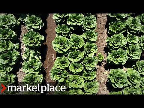 Romaine recalls: Why our salads can make us sick (Marketplace)