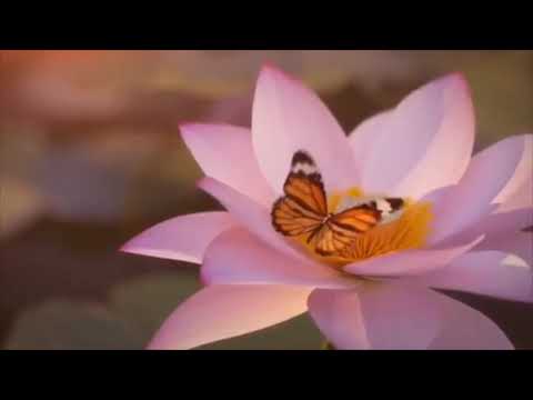 WALLIS ONE | FAKA’AMU❤️