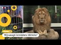 Gevonden welp is nu volwassen leeuw (en heeft altijd honger)