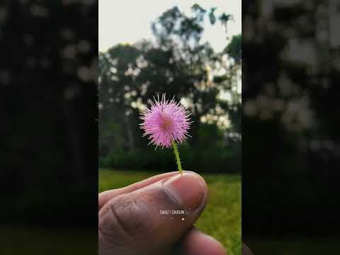 Happiness shared is the flower🌸 | Tanzil's Creation