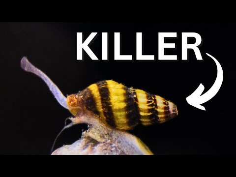 Assassin Snail = REAL KILLER! Clea Helena beginner Care Guide!