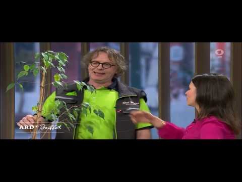 "ARD-Buffet":🌱 Ficus Benjamini verliert seine Blätter - natürlich düngen
