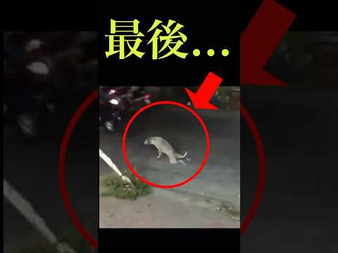 この犬が最後とんでもない事になります… #shorts