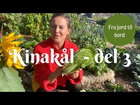 Kinakål fra jord til bord del 3 - høster