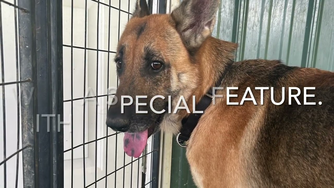 Sophia (26-195), a Adoptable German Shepherd Dog in New Ringgold, PA video 6/6