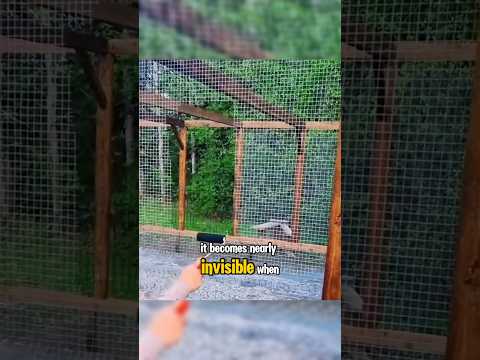 How To Make INVISIBLE Chicken Wire!! 🤯😱