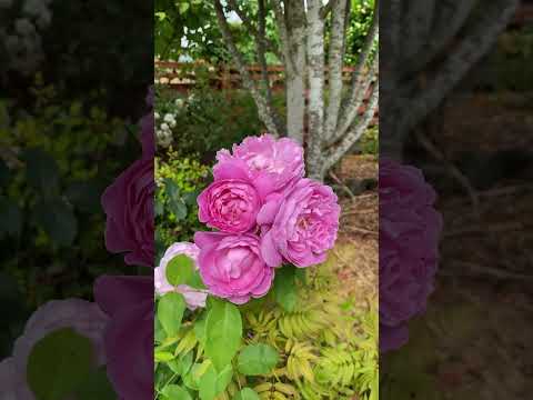 David Austin Rose ‘Mary Rose’ #maryrose #davidaustinroses #rose