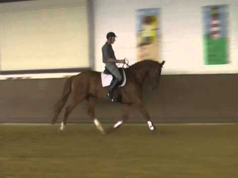 Kat. 46, Sunny von Slogan - Verkaufstag auf dem Dobrock 17. Mai 2014