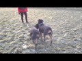 Digit And Barney With The Pull Mp4