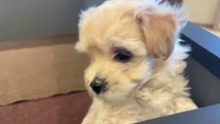ハーフ犬の動画01