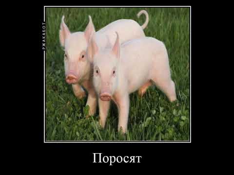 Птички летят бомбить поросят...#ладно #мазелов #мемы