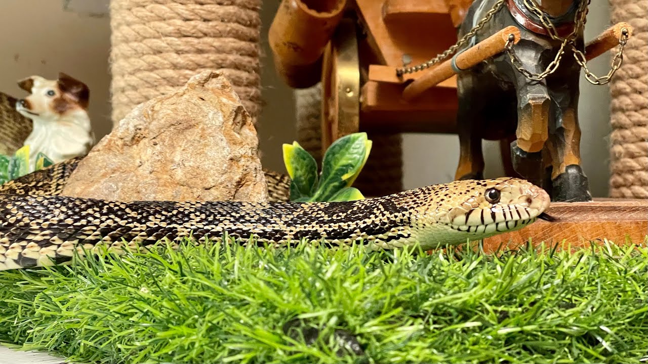 Tips, Examples, Viewer Questions: Choice-Based Handling