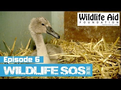 Wildlife SOS Online - Episode 6