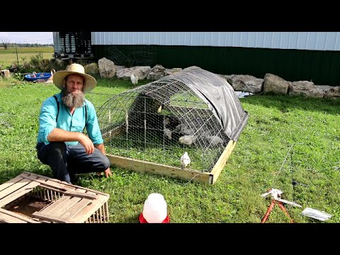 CHICKEN COOP FOR $50 AND 1 HOUR TO BUILD Video