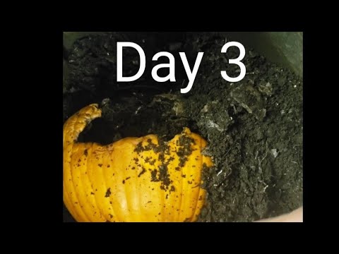 Worm Bin Pumpkin Update Day 3 | Vermicomposting