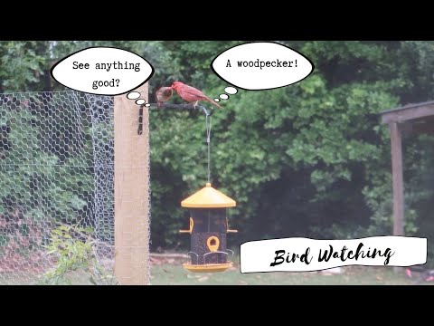 Bird Watching & Projects | Week In Review | MAY 2020 |