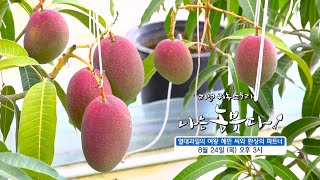 [나는농부다 263회 예고] 열대과일의 여왕 혜민 씨와 환상의 파트너