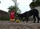 orphaned goslings adopted by a cara the dog at lunan bay farm filmed by pbm photo