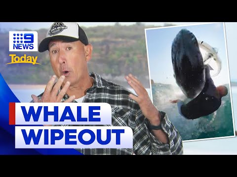 Wind surfer captures moment he was wiped out by whale | 9 News Australia