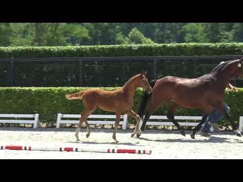 Gestüt Fohlenhof Haßloch - 18