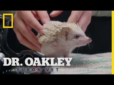 YouTube video about: How do hedgehogs get x rays?