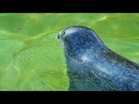 safari inn a coast hotel review  burbank  united states of america