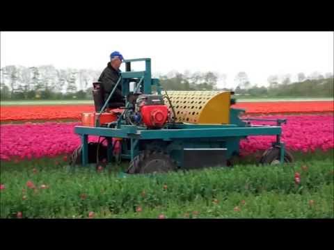 de Waard flowerbulbs - Tulip Flower Removal