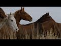 In the Company of Wolves - Trailer