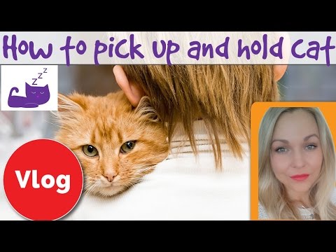 How to approach, pick up and hold a cat - YouTube