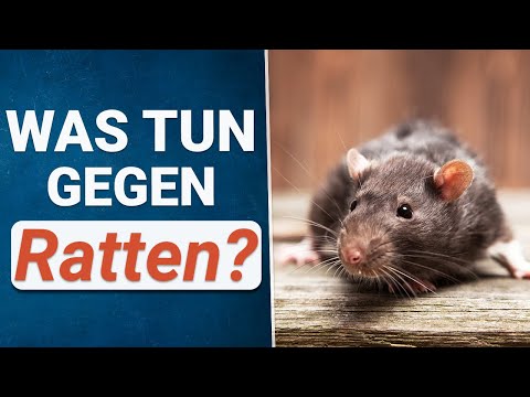 Ratten effektiv bekämpfen | TIPPS gegen Ratten 🐀