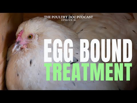 Egg Bound Treatment, Causes and Prevention Explained By Dr. Blayne