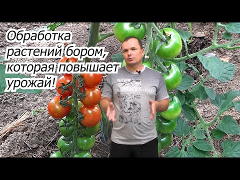 Когда и как обработать растения бором для повышения урожая.