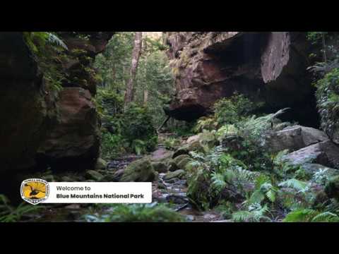 Sounds of nature: Blue Mountains National Park