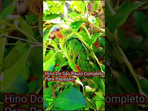 Assobio: Hino do São Paulo completo para Papagaio e Calopsita.