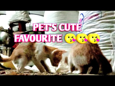 NIRESH.AJ | 7LIFE YOUTUBE PET'S | CUTE FAVOURITE 😘😘😘