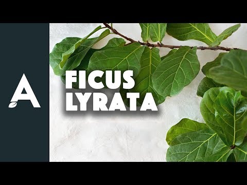 , title : 'Ficus Lyrata - Een groener thuis #06'