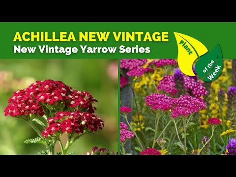 ACHILLEA NEW VINTAGE YARROW | New Vintage Yarrow Series | Perennial