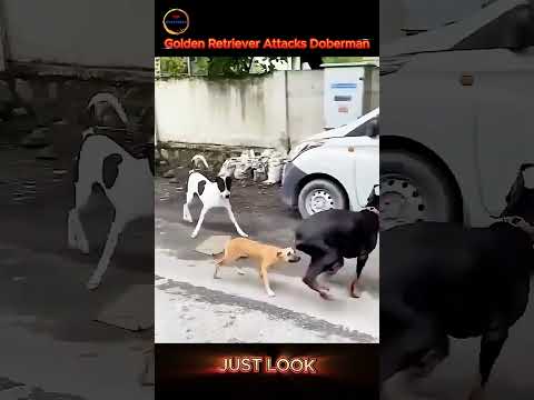 Can Street Dogs Really Take On a Doberman? #animals #wildlife #dog #doberman