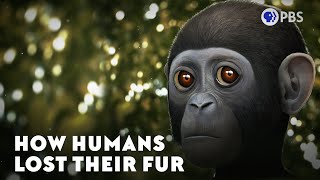 How Humans Lost Their Fur