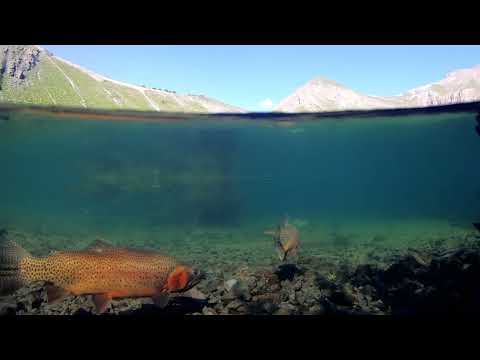 Summer in Telluride Colorado Ep. 1: Scenery & Outdoor Adventure