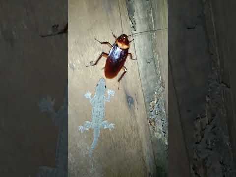 Lizard vs cockroach #shorts