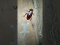 Lizard Vs Cockroach Shorts