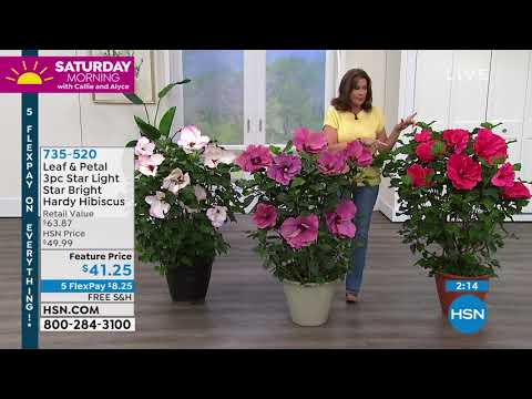 Leaf   Petal Designs 3piece Star Light Star Bright Hardy...