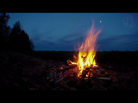 ???? Campfire Ambience with Night Animals such as Owls and Crickets. Made for Relaxation & Sleep, Enjoy
