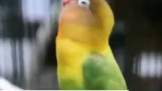 Download lagu Lovebird KUSUMO Ngekek Panjang mp3