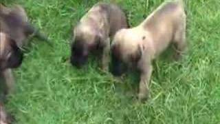 preview picture of video 'English Mastiff Puppies - 3 weeks old'