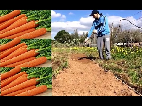 Il che significa elevati globuli bianchi nella prostata Video come curare prostatite negli uomini in ambiente home video