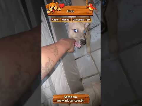 Vídeo de Ozzy